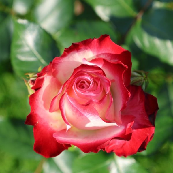 A close-up of Rose 'Kissing Ayoba' Bush Form in bloom, with vivid red and white petals set off by lush green leaves and grass in the background.