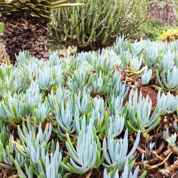 A dense cluster of Senecio 'Dwarf Blue Chalk Sticks' in a 6" pot fills the foreground, whilst a large cactus and palm tree appear in the background.