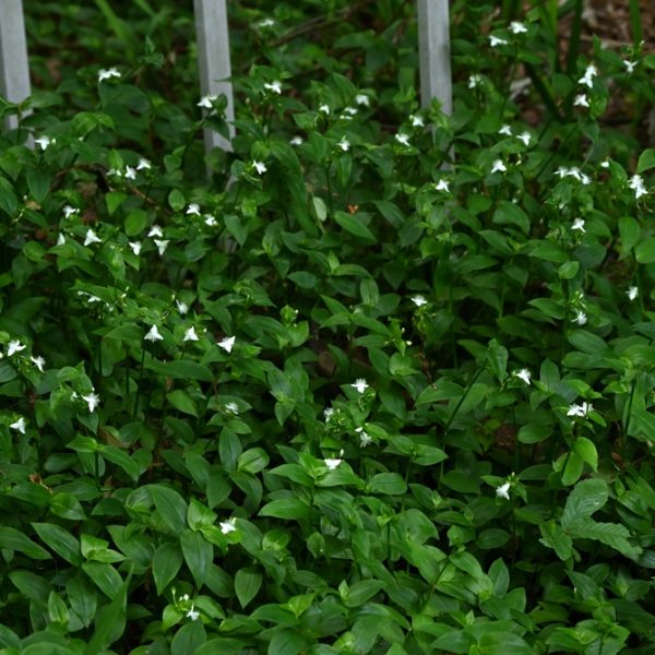 Small white wildflowers with green leaves are growing densely next to a white metal fence outdoors.