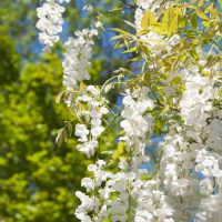 Wisteria 'Chinese White' features elegant white flower clusters hanging from green branches, beautifully set against a blue sky and leafy tree backdrop.