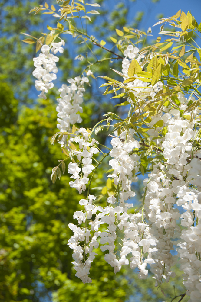 Wisteria 'Chinese White' features elegant white flower clusters hanging from green branches, beautifully set against a blue sky and leafy tree backdrop.