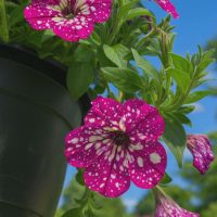 A close-up of Petunia 'Circus Sky' 10" (Hanging Basket) shows magenta flowers with white spots in a black pot, green leaves, and a blue sky background.