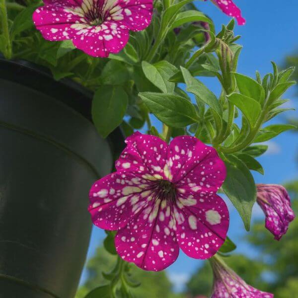 A close-up of Petunia 'Circus Sky' 10" (Hanging Basket) shows magenta flowers with white spots in a black pot, green leaves, and a blue sky background.