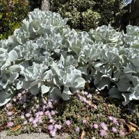 Large silver-grey succulent plants grow densely, with small purple flowers scattered on the ground beneath them, bordered by green shrubs and a wooden fence in the background.