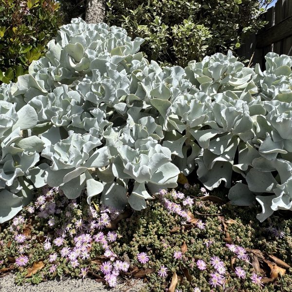 Large silver-grey succulent plants grow densely, with small purple flowers scattered on the ground beneath them, bordered by green shrubs and a wooden fence in the background.