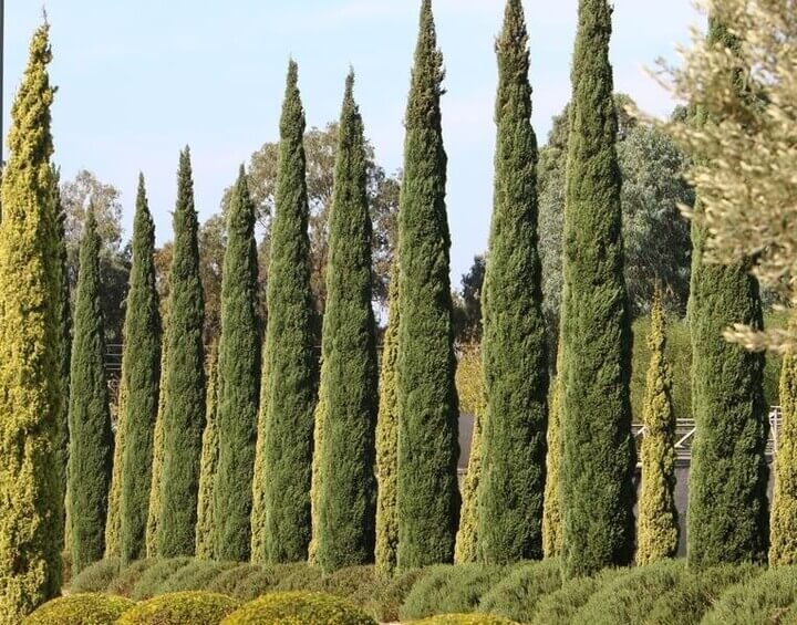 A row of tall, narrow Glauca Pencil Pines stands in a landscaped garden with shorter shrubs in the foreground and larger trees in the background.
