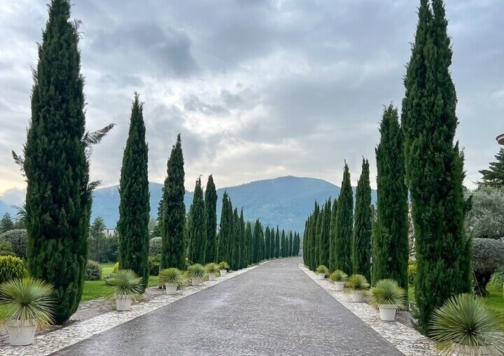 A straight paved path lined with tall Glauca Pencil Pines in white pots, leading towards distant hills under a cloudy sky.