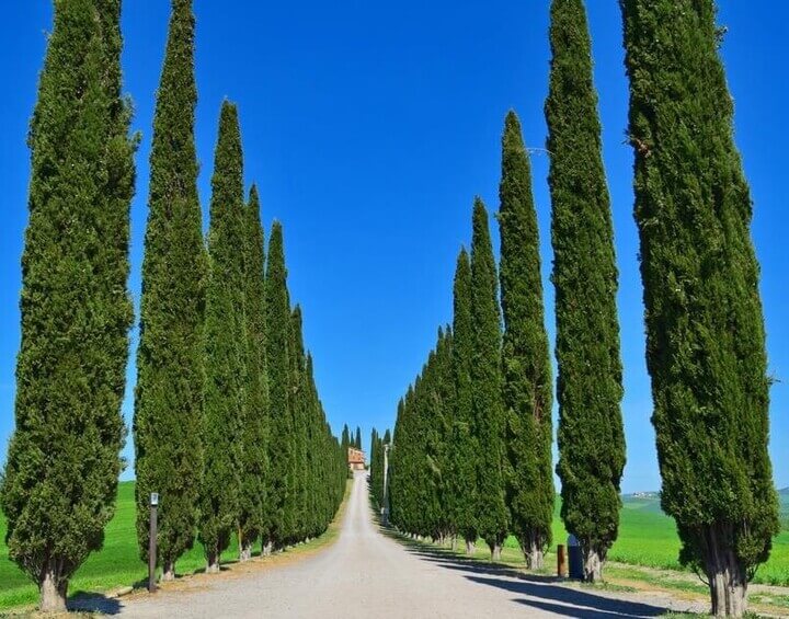 A straight dirt road lined with tall Glauca Pencil Pines on both sides leads towards a distant building under a clear blue sky.