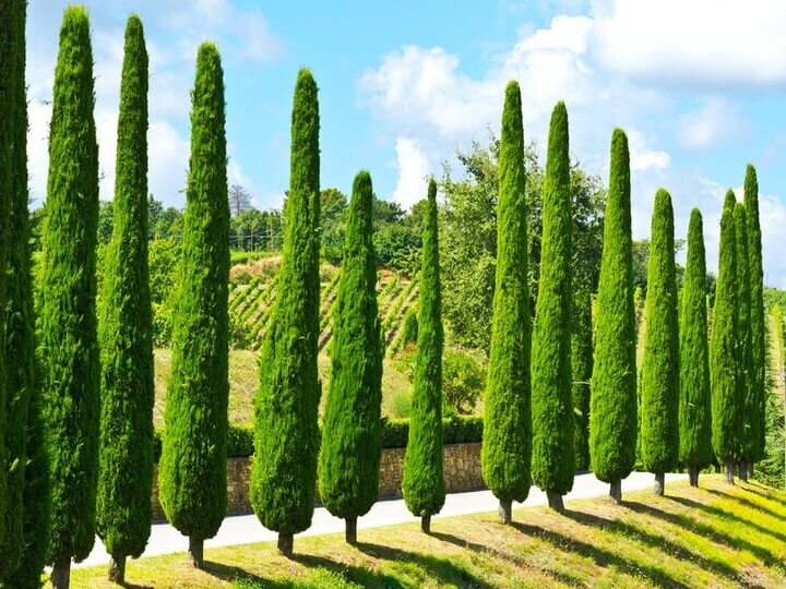 Tall, narrow Glauca Pencil Pines line the path, set against rolling green hills and a blue sky dotted with clouds in the background.