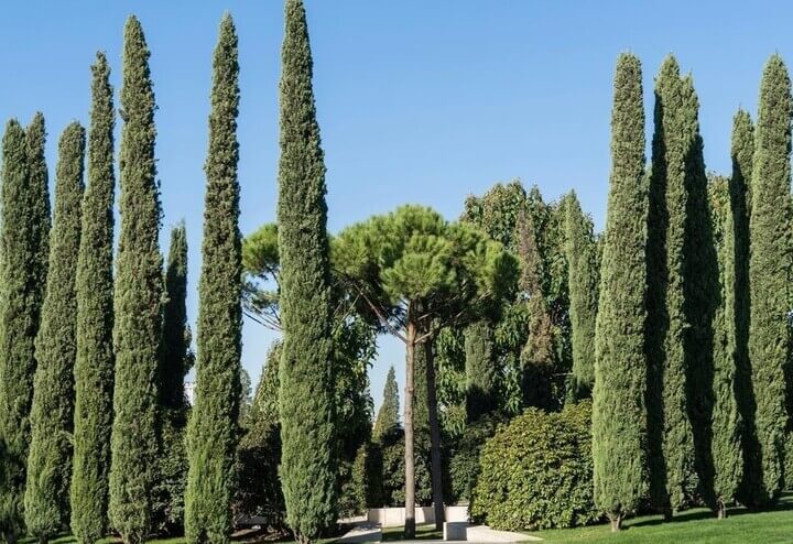 Tall, narrow Glauca Pencil Pines and a single umbrella pine tree stand in a landscaped garden under a clear blue sky.