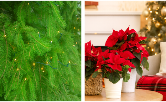 Close-up of a green fir tree with fairy lights on the left; red poinsettia plants in white pots on a table and a decorated Christmas tree in the background on the right, celebrating the festive spirit of Christmas Sale 2025.