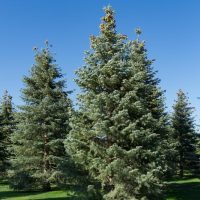 A group of tall evergreen Abies concolor 'White Fir' trees stands on grass under a clear sky, ideal for planting in an 8" pot.