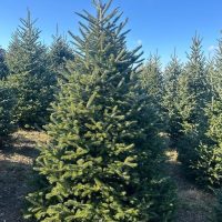 An Abies fraseri 'Fraser's Fir' 8" Pot stands in a field of similar trees beneath a clear blue sky.