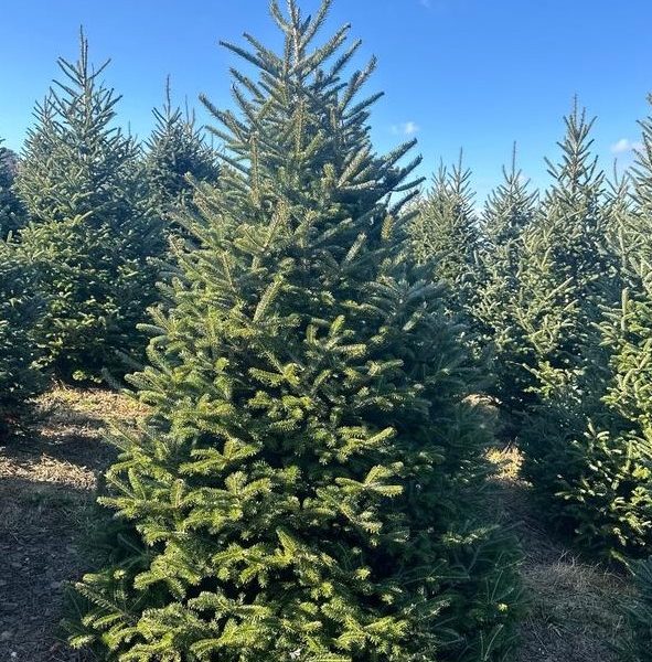 An Abies fraseri 'Fraser's Fir' 8" Pot stands in a field of similar trees beneath a clear blue sky.