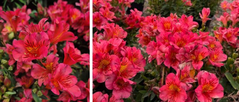 Clusters of bright pink and red Alstroemeria flowers with green foliage, perfect for adding a cottage garden charm—shown in close-up and wider view. Ideal for any Flower Sale display.