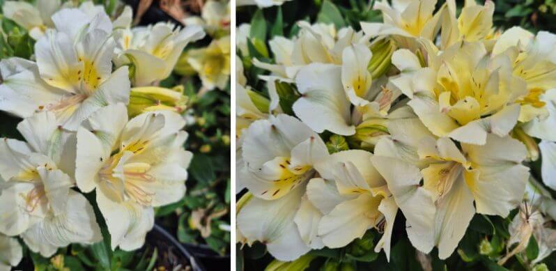 Clusters of pale yellow and white garden flowers with green leaves, shown in close-up from two different angles—perfect inspiration for your cottage garden.