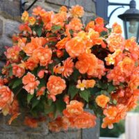 A Begonia Tuberous 'Orange and Red Edge' 10" Hanging Basket is displayed on a stone wall beneath an outdoor lantern, showcasing its vibrant orange flowers.
