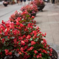 Large planters filled with vibrant Begonia 'Dragonwing Storm Red' 10" (Hanging Basket) line a city walkway, with people walking in the blurred background.
