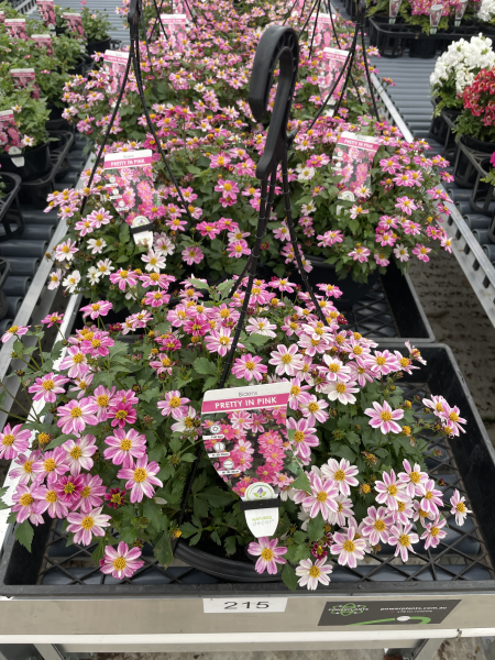 Bidens 'Pretty in Pink' 10" hanging baskets, featuring pink and white daisy-like blooms, are displayed on a black tray at the garden centre.