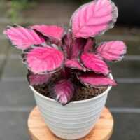 The Calathea 'Crimson' Peacock Plant, featuring striking pink and green leaves, comes in a 10cm pot and is displayed on a wooden stool with a blurred outdoor backdrop.