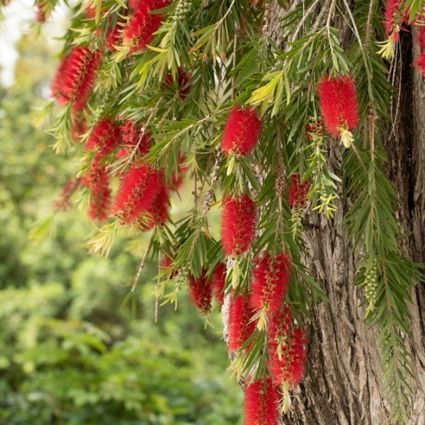 Red bottlebrush flowers hang from the branches of a tree with long, narrow green leaves, set against a background of greenery.