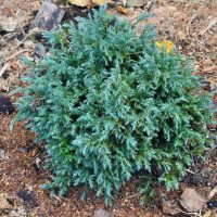 The Chamaecyparis 'Snow White' Conifer 20cm Pot is a compact, bushy shrub with dense blue-green needle foliage, ideal for garden beds mulched to retain moisture and maintain a tidy appearance.