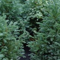 Dense green foliage of several Chamaecyparis 'Boulevard' shrubs in 8" pots fills the frame, featuring needle-like leaves and a soft, bushy texture.