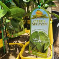 Citrus Splitzer 'Kaffir Lime and Lime' 4L Pot
