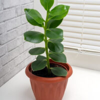 A Clusia 'Autograph Tree' 7" with thick, shiny leaves sits on a white surface near a window with closed white blinds and a grey brick wall.