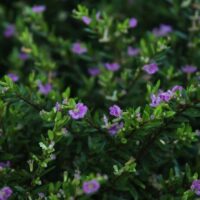 Cuphea 'Violet' 15cm Pot features dense green foliage and clusters of small violet flowers decorating the branches.