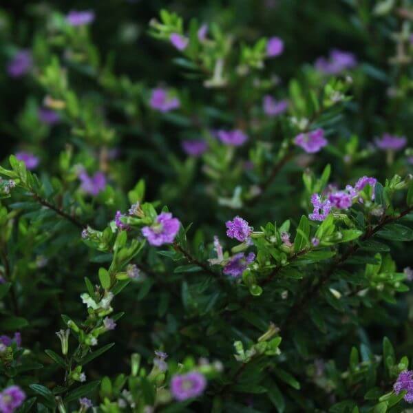 Cuphea 'Violet' 15cm Pot features dense green foliage and clusters of small violet flowers decorating the branches.