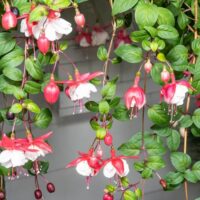 A close-up of a fuchsia plant with red and white flowers and green leaves hanging in front of a window.