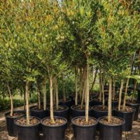 Acmena smithii 'Lilly Pilly' 10" Pot (Standard)