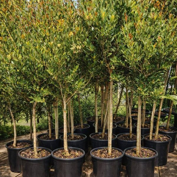 Acmena smithii 'Lilly Pilly' 10" Pot (Standard)