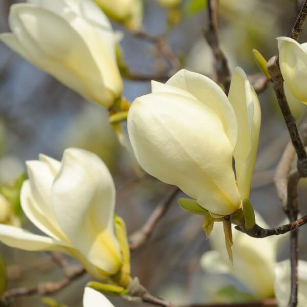 Magnolia 'Goldfinch' 16" Pot: Features pale yellow blooms on branches against a soft-focus floral and sky background. Perfect for brightening patios or gardens in a 16" pot.