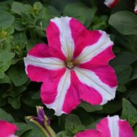 A single pink and white petunia flower with a star-like pattern blooms among green leaves.