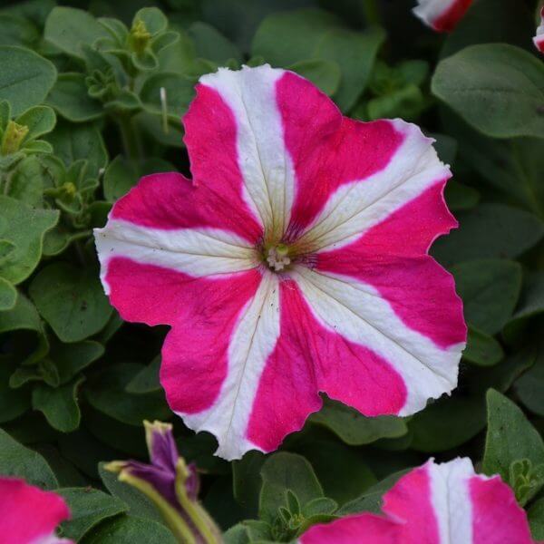 A single pink and white petunia flower with a star-like pattern blooms among green leaves.