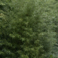 A dense green shrub with long, narrow leaves grows outdoors among other plants in a large GardenLite Torino Congo Planter Granite.