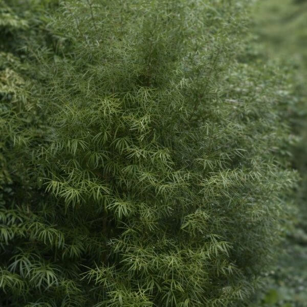 A dense green shrub with long, narrow leaves grows outdoors among other plants in a large GardenLite Torino Congo Planter Granite.