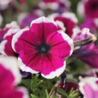 Close-up of a Petunia 'Burgundy Picotee' flower in a 10cm pot, featuring a dark centre and white-edged burgundy petals, surrounded by similar blooms and lush green foliage.