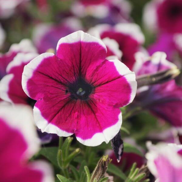 Close-up of a Petunia 'Burgundy Picotee' flower in a 10cm pot, featuring a dark centre and white-edged burgundy petals, surrounded by similar blooms and lush green foliage.