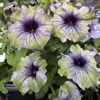 A cluster of light green and purple petunias with dark purple veins growing in a black pot, surrounded by green leaves.