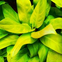 Close-up of several overlapping green and yellow leaves, including vibrant Philodendron 'Rush' foliage in an 8" pot, showcasing striking colours and smooth textures.