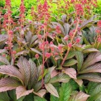 Rodgersia 'Bronze Peacock' 7" Pot