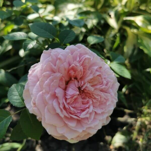 A pink rose in full bloom with green leaves and blurred foliage in the background.