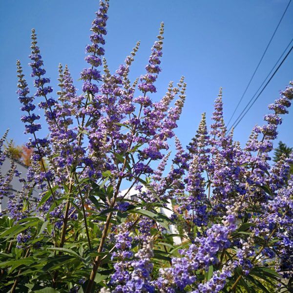 Tall spikes of Salvia Azure 'Snow' in a 15cm pot display purple flowers and green leaves reaching upward under a blue sky, with power lines visible in the background.