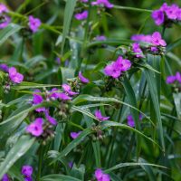 Tradescantia 'Sweet Kate' (Copy) features green foliage and clusters of bright purple flowers; its long, slender leaves glisten with droplets of water.