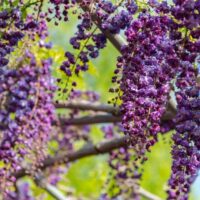 Close-up of Wisteria floribunda 'Black Dragon' in an 8" pot, featuring clusters of small purple flowers hanging from its branches against a blurred green and blue background.