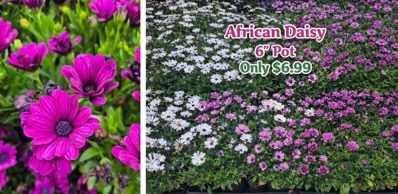Close-up of purple African daisies on the left; display of potted African daisies in white and purple with a sign reading "African Daisy 6'' Pot Only £6.99" on the right—perfect for any Flower Sale or cottage garden.
