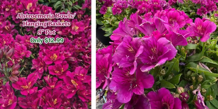 Clusters of vibrant magenta Alstroemeria flowers in pots, perfect for a charming Cottage Garden, shown with a sign reading "Alstroemeria Bowls/Hanging Baskets 8'' Pot Only £12.99—Flower Sale!.